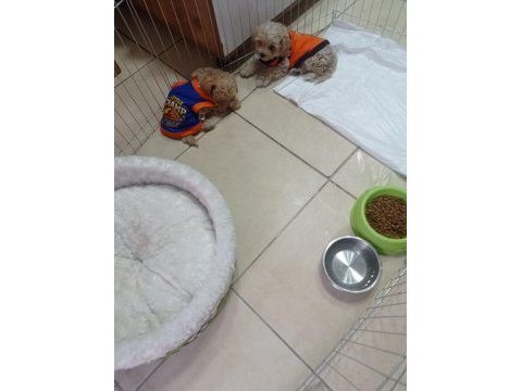 Erkek tuvalet eğitimli maltipoo