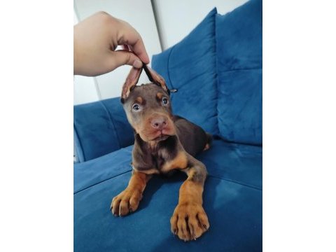 A kalite kızıl ve siyah doberman yavruları