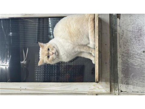 Beyaz gözlü erkek british shorthair