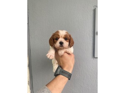Orjinal ırk ve sağlık garantili cavalier king charles