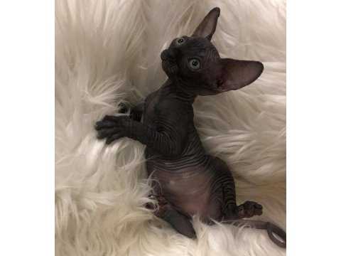 Sphynx sfenks dişi erkek