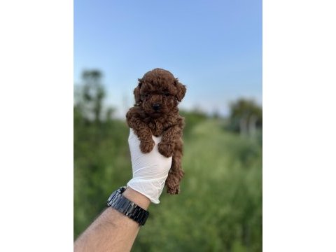 Sağlık ve ırk garantili toy poodle yavrularımız 