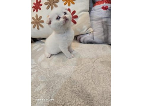 British shorthair bebekler yeni yuvalarını arıyor