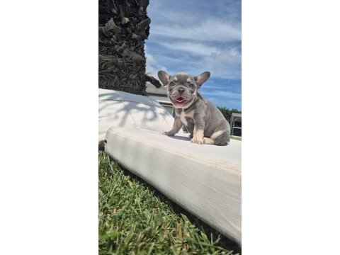 French bulldog yavruları istanbul