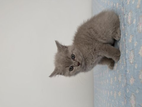British shorthair 55 günlük erkek