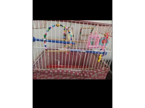 1.5 yaşında erkek muhabbet kuşu