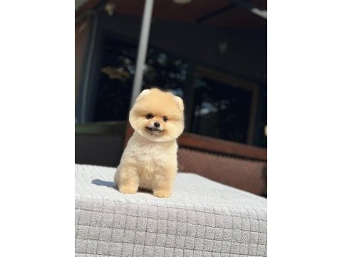 Sağlık ve ırk garantili pomeranian nadir renk