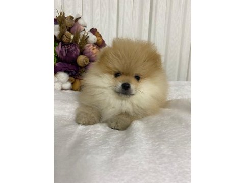 Pomeranian boo yavrular sağlık ırk garantili
