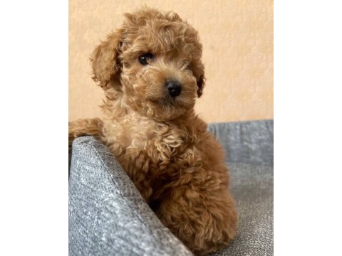 Toy poodle kore yavrular