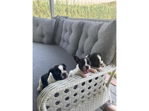 2 aylık french bulldog yavruları