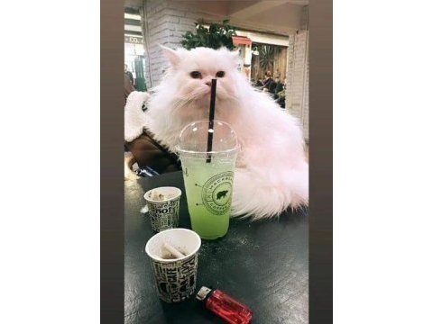 British shorthair safkan beyaz mavi.gözlü uysal oğlum
