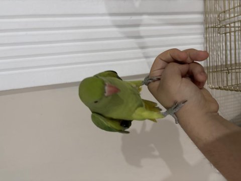 Çok akılı pakistan papağanı