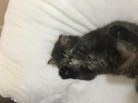 Pamuk babanın kara kuzusu british longhair