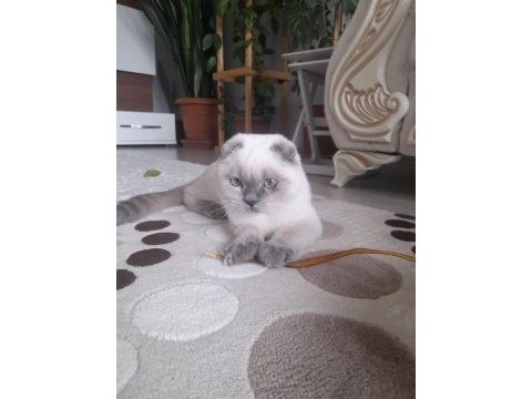 Scottish fold 6 aylık erkek yavru