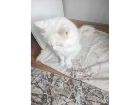 1 yaşında erkek british longhair