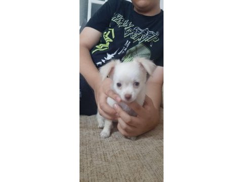 2 aylık chihuahua yavruları