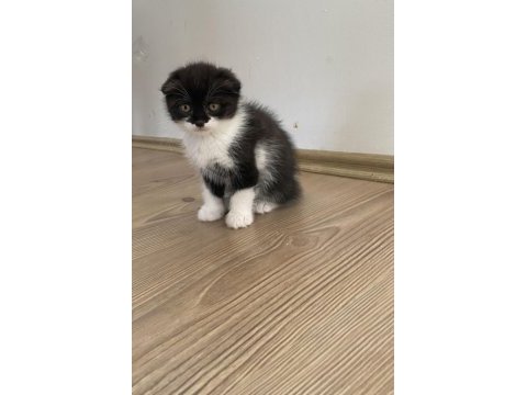 Scottish fold yavrular