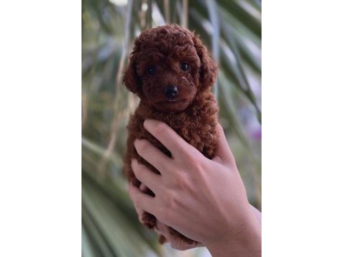 Teacup kore poodle yavruları