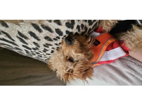 5.5 aylık poodle oğlan