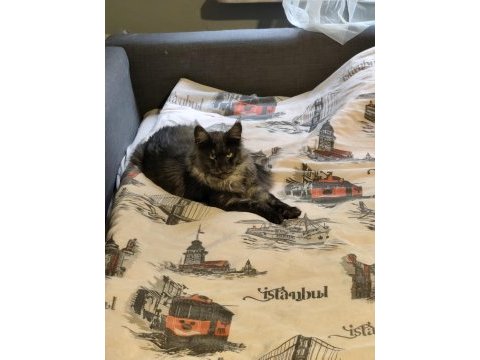 Xxxl maine coon şecereli
