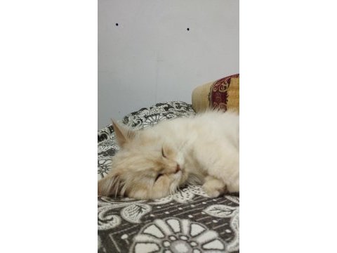 Acil sokakta bulundu kedimiz sahiplendirilecektir