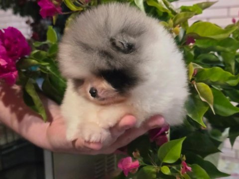 Mavi merle beyaz erkek pomeranian yavrusu