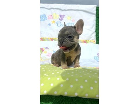 French bulldog