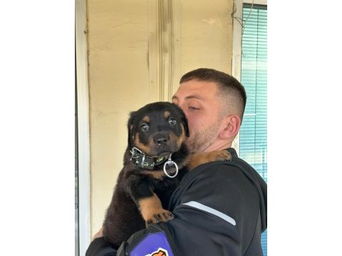 2 aylık düzgün aile bakabilecek birileri rottweiler