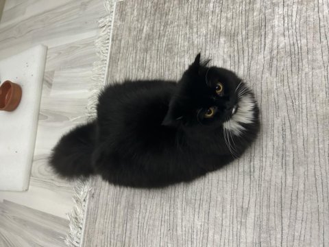 Scottish fold 1,5 yaşında dişi