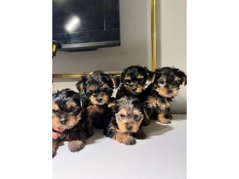 Bebek yorkie yavruları