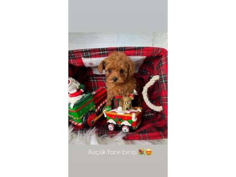 Toy poodle puppy