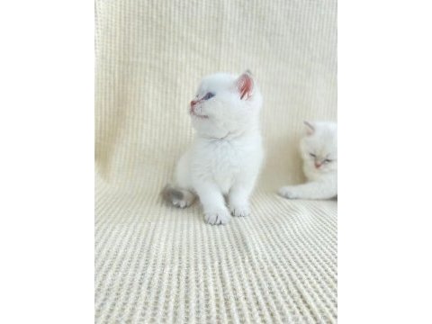 British shorthair kardeşler
