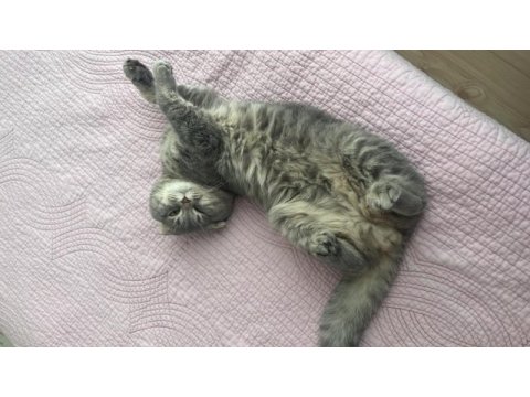 İki yaşındaki scottish fold oğlumuza kız arıyoruz