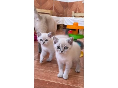 2 aylık eğitimleri tam blu pointler