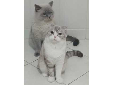 Mama karşılığı british shorthair
