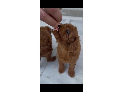 Toy poodle red brown dişi ve erkek