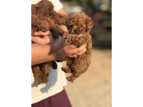Aşılı çiş eğitimli toy poodle bebekler 