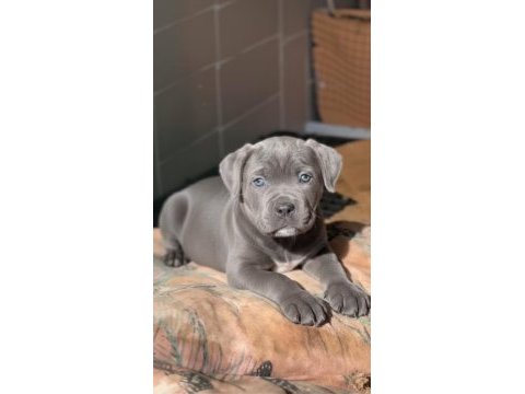 Blue cane corso yavrusu