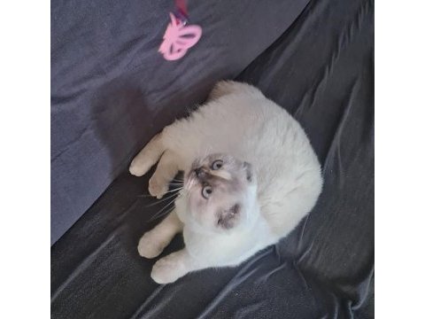 Scottish fold dişi (kısırlaştırılmış)