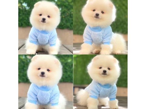 Pomeranian boo dişi erkek yavrular
