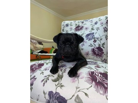 7 aylık dişi pug