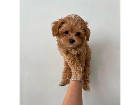Üst kalite maltipoo bebeklerim