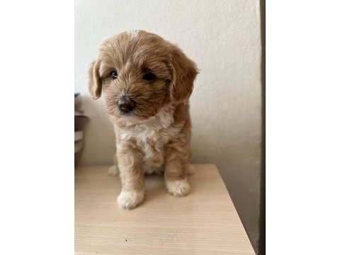 1.5 aylık orjinal maltipoo yavruları