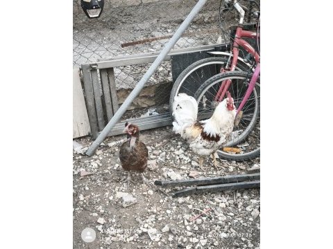 Satılık 1 horoz 9 köy tavuğu 6 kel tavuk 5 yarka