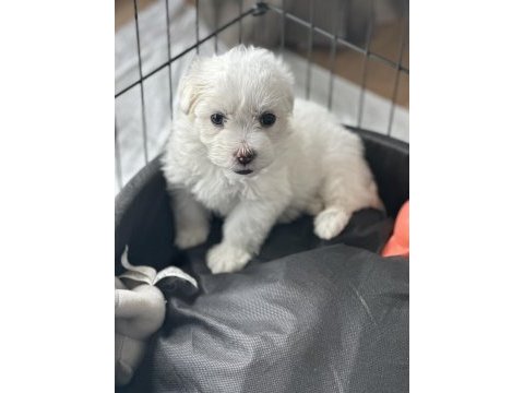 Dişi maltipoo yavru köpeğimiz