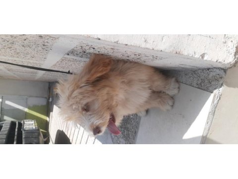 Maltese terrier yavru köpeğimiz