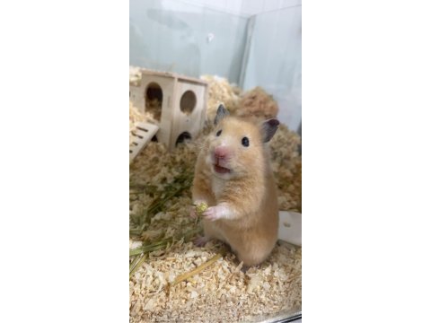 Hamster ve eşyaları