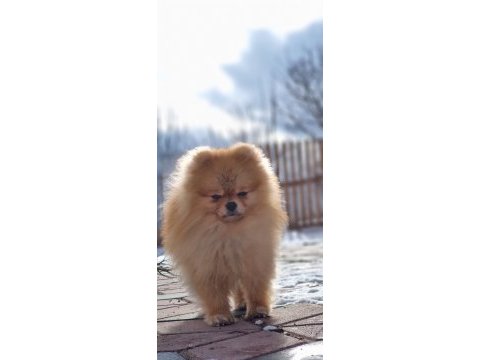 Ayı surat şecereli pomeranian boo erkek
