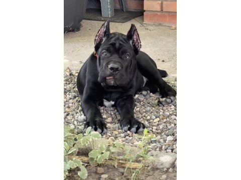 A+ kalite anne baba şecereli cane corso yavrularımız