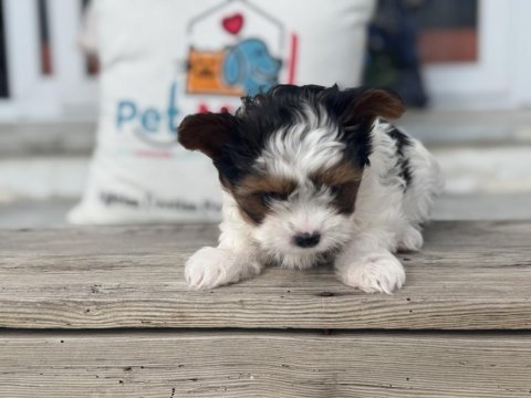 Ankarada yasal ruhsatlı çiftlikden morkie yavrumuz